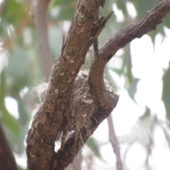 Microeca fascinans at Michelago, NSW - 14 Oct 2018 09:13 AM