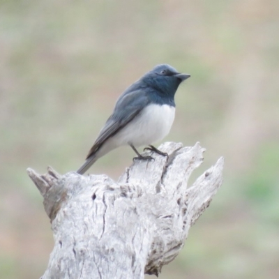 Myiagra rubecula (Leaden Flycatcher) at Michelago, NSW - 13 Oct 2018 by KumikoCallaway