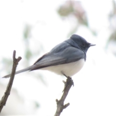 Myiagra rubecula at Michelago, NSW - 14 Oct 2018