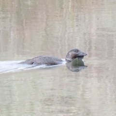 Biziura lobata (Musk Duck) at Michelago, NSW - 14 Oct 2018 by KumikoCallaway