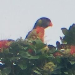 Trichoglossus moluccanus (Rainbow Lorikeet) at Cuttagee, NSW - 14 Oct 2018 by loumcc