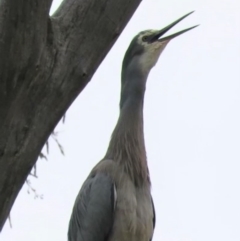 Egretta novaehollandiae (White-faced Heron) at Michelago, NSW - 13 Oct 2018 by KumikoCallaway