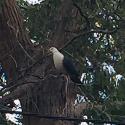 Columba leucomela (White-headed Pigeon) at Wallaga Lake, NSW - 11 Oct 2018 by loumcc