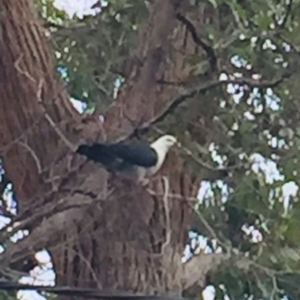 Columba leucomela at Wallaga Lake, NSW - 12 Oct 2018 10:56 AM