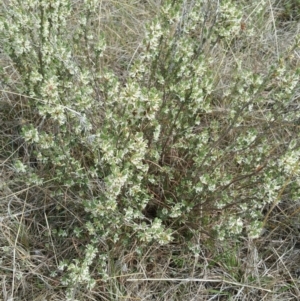 Brachyloma daphnoides at Cook, ACT - 15 Oct 2018