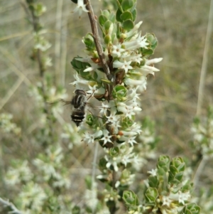 Trichophthalma laetilinea at Cook, ACT - 15 Oct 2018