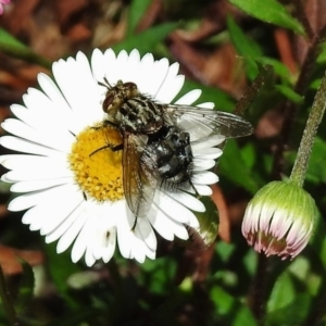 Tachinidae (family) at Wanniassa, ACT - 15 Oct 2018 11:41 AM