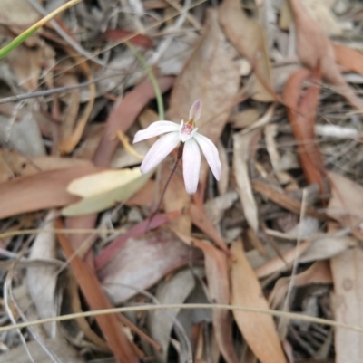 Caladenia fuscata (Dusky Fingers) at Hackett, ACT - 14 Oct 2018 by michelle.nairn
