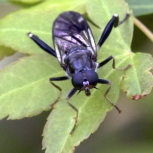 Exaireta spinigera at Ainslie, ACT - 11 Oct 2018 01:33 PM