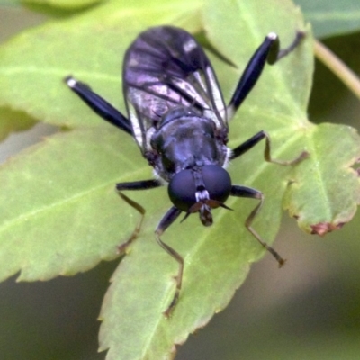 Exaireta spinigera (Garden Soldier Fly) at Ainslie, ACT - 11 Oct 2018 by jbromilow50