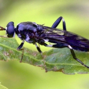 Exaireta spinigera at Ainslie, ACT - 11 Oct 2018 01:33 PM