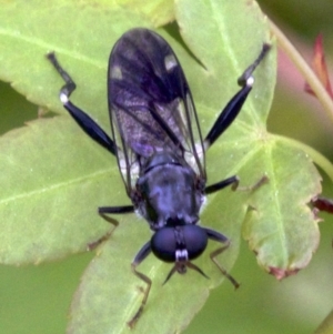 Exaireta spinigera at Ainslie, ACT - 11 Oct 2018 01:33 PM