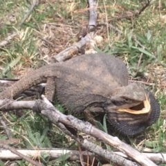 Pogona barbata (Eastern Bearded Dragon) at Watson, ACT - 12 Oct 2018 by waltraud