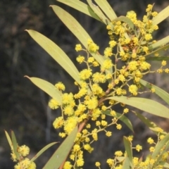 Acacia rubida (Red-stemmed Wattle, Red-leaved Wattle) at Coree, ACT - 11 Sep 2018 by PeteWoodall