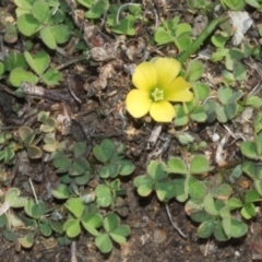 Oxalis sp. (Wood Sorrel) at Coree, ACT - 11 Sep 2018 by PeteWoodall