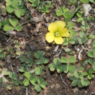 Oxalis sp. (Wood Sorrel) at Coree, ACT - 11 Sep 2018 by PeteWoodall