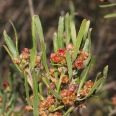 Dodonaea viscosa (Hop Bush) at Paddys River, ACT - 11 Sep 2018 by PeteWoodall