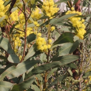 Acacia rubida at Paddys River, ACT - 11 Sep 2018