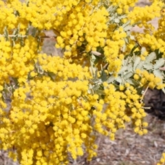 Acacia baileyana (Cootamundra Wattle, Golden Mimosa) at Coree, ACT - 11 Sep 2018 by PeteWoodall