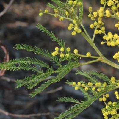 Acacia decurrens (Green Wattle) at Paddys River, ACT - 11 Sep 2018 by PeteWoodall