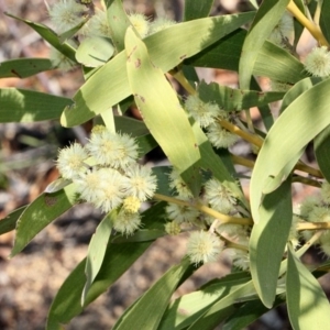 Acacia melanoxylon at Paddys River, ACT - 11 Sep 2018