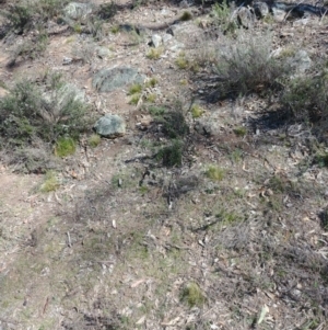 Nassella trichotoma at Majura, ACT - 15 Oct 2018 01:55 PM