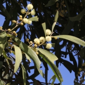 Acacia melanoxylon at Paddys River, ACT - 13 Sep 2018 10:30 AM