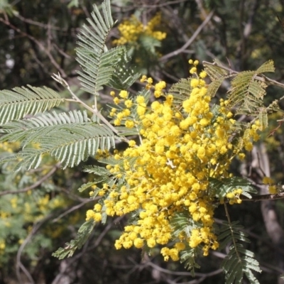 Acacia dealbata subsp. subalpina (Monaro Silver-wattle) at Paddys River, ACT - 13 Sep 2018 by PeteWoodall