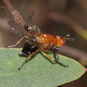 Lauxaniidae (family) at Paddys River, ACT - 13 Sep 2018 11:08 AM