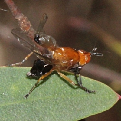 Lauxaniidae (family) (Unidentified lauxaniid fly) at Tidbinbilla Nature Reserve - 13 Sep 2018 by PeteWoodall
