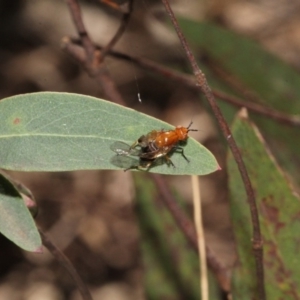 Lauxaniidae (family) at Paddys River, ACT - 13 Sep 2018 11:08 AM