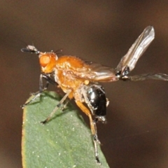 Lauxaniidae (family) at Paddys River, ACT - 13 Sep 2018 11:08 AM