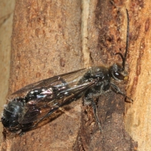 Tiphiidae (family) at Paddys River, ACT - 13 Sep 2018 11:58 AM