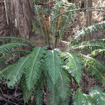 Blechnum nudum (Fishbone Water Fern) at Paddys River, ACT - 13 Sep 2018 by PeteWoodall