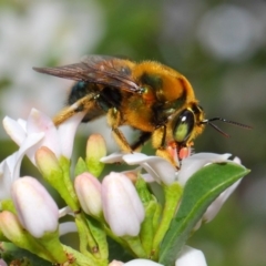Xylocopa (Lestis) aerata (Golden-Green Carpenter Bee) at Acton, ACT - 15 Oct 2018 by TimL