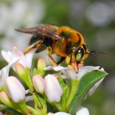 Xylocopa (Lestis) aerata (Golden-Green Carpenter Bee) at Acton, ACT - 15 Oct 2018 by TimL