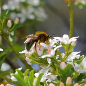 Xylocopa (Lestis) aerata at Acton, ACT - 15 Oct 2018