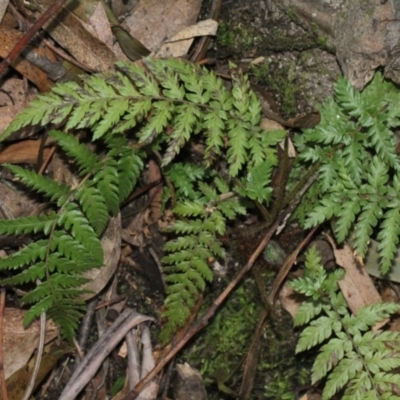 Dicksonia antarctica (Soft Treefern) at Paddys River, ACT - 13 Sep 2018 by PeteWoodall