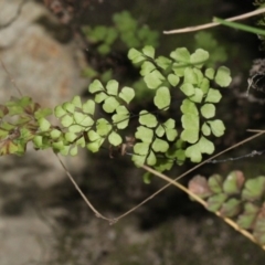 Adiantum aethiopicum (Common Maidenhair Fern) at Paddys River, ACT - 13 Sep 2018 by PeteWoodall