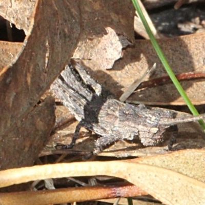 Coryphistes ruricola (Bark-mimicking Grasshopper) at Paddys River, ACT - 13 Sep 2018 by PeteWoodall