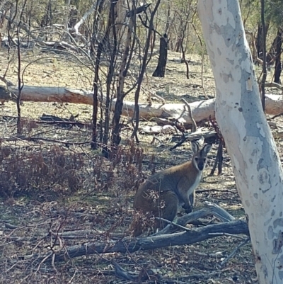 Notamacropus rufogriseus (Red-necked Wallaby) at Mount Majura - 2 Sep 2018 by Avery