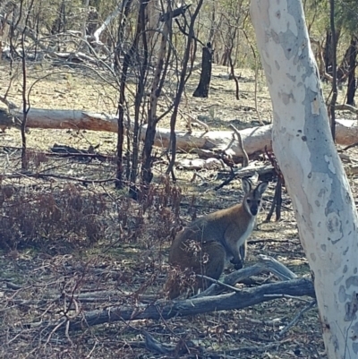 Notamacropus rufogriseus (Red-necked Wallaby) at Hackett, ACT - 2 Sep 2018 by Avery