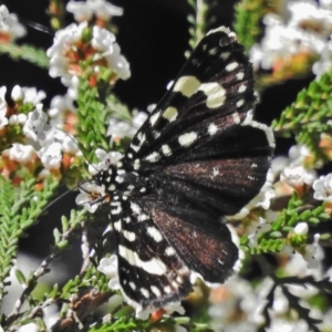 Periscepta polysticta at Acton, ACT - 15 Oct 2018