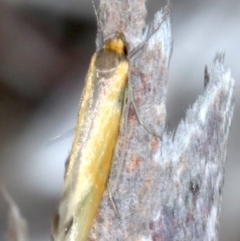 Philobota undescribed species near arabella at Ainslie, ACT - 14 Oct 2018 04:13 PM