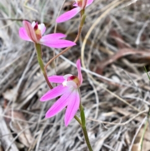 Caladenia carnea at Bungendore, NSW - suppressed