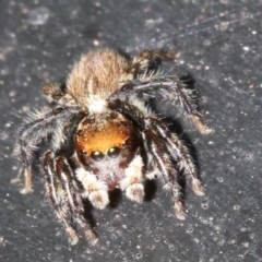 Maratus griseus at Ainslie, ACT - 15 Oct 2018