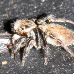 Maratus griseus at Ainslie, ACT - 15 Oct 2018