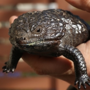 Tiliqua rugosa at Ainslie, ACT - 15 Oct 2018