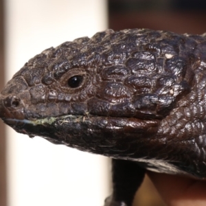 Tiliqua rugosa at Ainslie, ACT - 15 Oct 2018