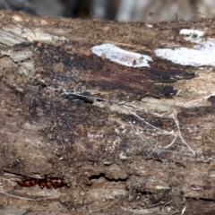 Episcaphula australis (Fungus beetle) at Ainslie, ACT - 14 Oct 2018 by jb2602